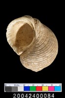 藏品(螺類)的圖片