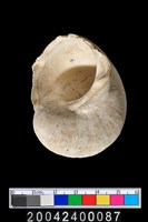 藏品(螺類)的圖片