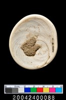 藏品(螺蓋)的圖片