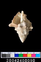 藏品(螺類)的圖片