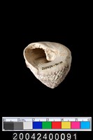 藏品(螺類)的圖片