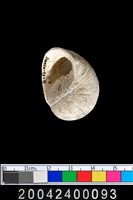 藏品(螺類)的圖片