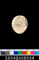 藏品(螺蓋)的圖片