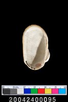 藏品(蛤類)的圖片