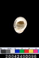 藏品(蜑螺?)的圖片