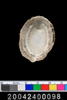 藏品(笠螺?)的圖片