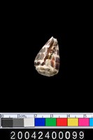 藏品(芋螺?)的圖片