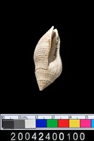 藏品(螺類)的圖片