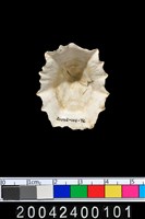 藏品(笠螺?)的圖片