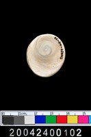 藏品(螺蓋)的圖片