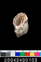 藏品(貝類)的圖片