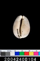 藏品(寶螺)的圖片