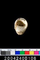 藏品(蜑螺?)的圖片