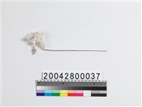 藏品(銀釵)的圖片