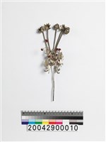 藏品(銀釵)的圖片