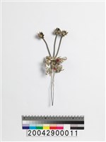 藏品(銀釵)的圖片