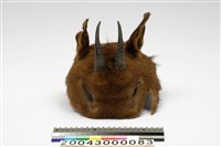 藏品(皮帽)的圖片