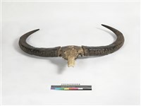 藏品(牛角)的圖片