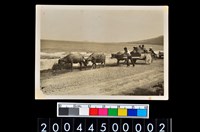 藏品(照片)的圖片