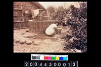 藏品(照片)的圖片