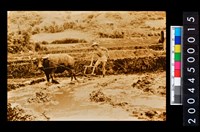 藏品(照片)的圖片