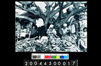 藏品(照片)的圖片