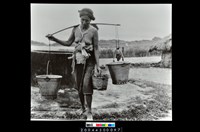 藏品(照片)的圖片