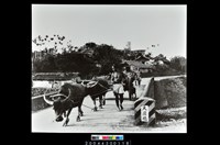 藏品(照片)的圖片