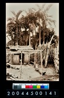 藏品(照片)的圖片