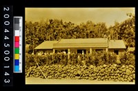 藏品(照片)的圖片