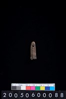 藏品(帶穿牙飾品)的圖片