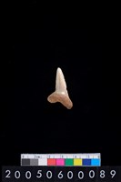 藏品(鯊魚牙齒)的圖片