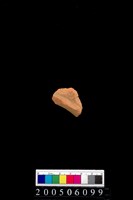 藏品(頸折)的圖片