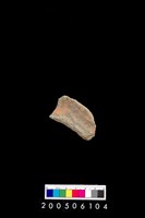 藏品(頸折)的圖片