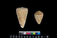 藏品(芋螺)的圖片