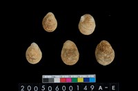 藏品(蜑螺)的圖片