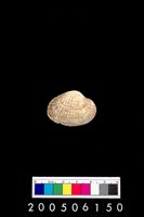 藏品(血蚶)的圖片