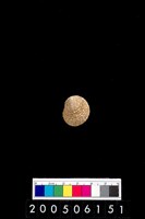 藏品(草蓆鐘螺)的圖片