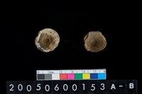 藏品(魚脊椎骨)的圖片