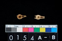 藏品(魚脊椎骨)的圖片