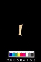 藏品(獸骨)的圖片