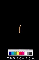 藏品(鳥骨?)的圖片