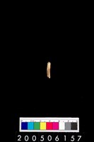 藏品(鳥骨?)的圖片