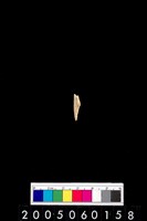 藏品(魚牙)的圖片