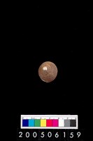 藏品(黑鐘螺)的圖片