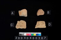 藏品(腹片)的圖片