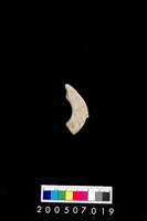 藏品(環狀玦形耳飾)的圖片