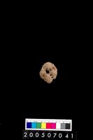 藏品(陶紡輪)的圖片