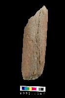 藏品(石杵)的圖片