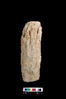 藏品(石杵)的圖片